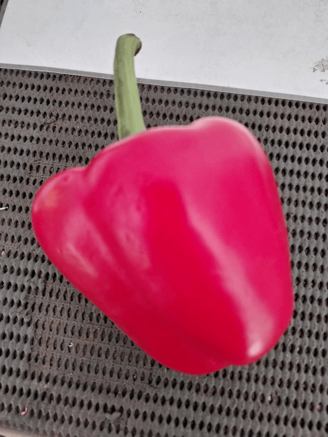 Pepper red 