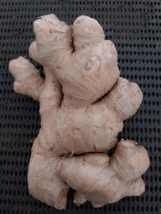 Ginger (145g-155g avg)