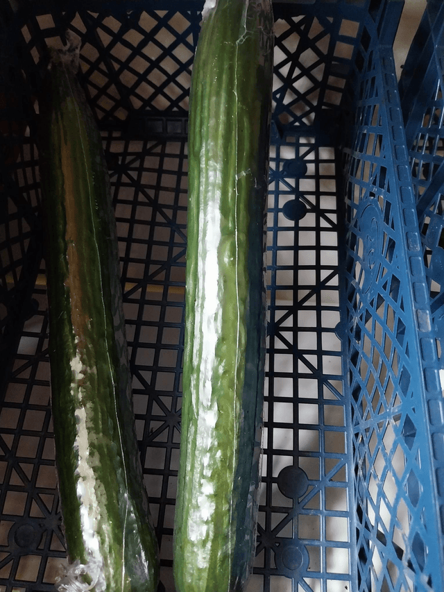 Cucumber