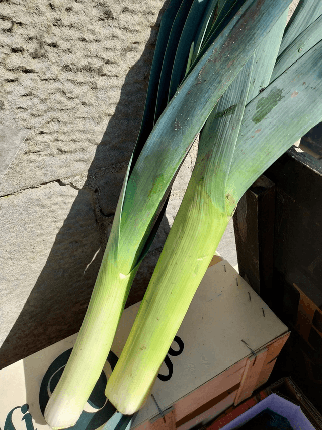 Leek