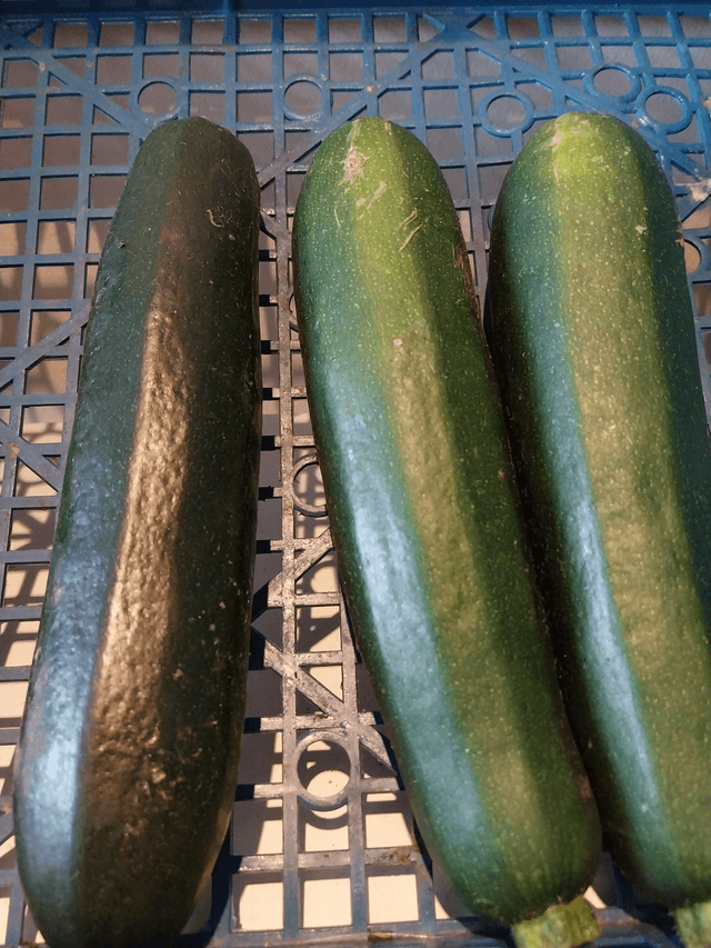Courgette (1)